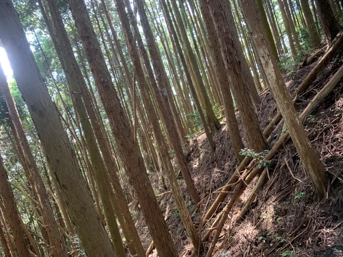 間伐後の光が差し込む明るい森