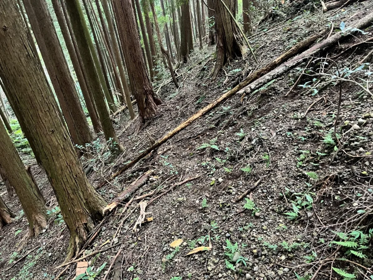 間伐前の込み合った斜面