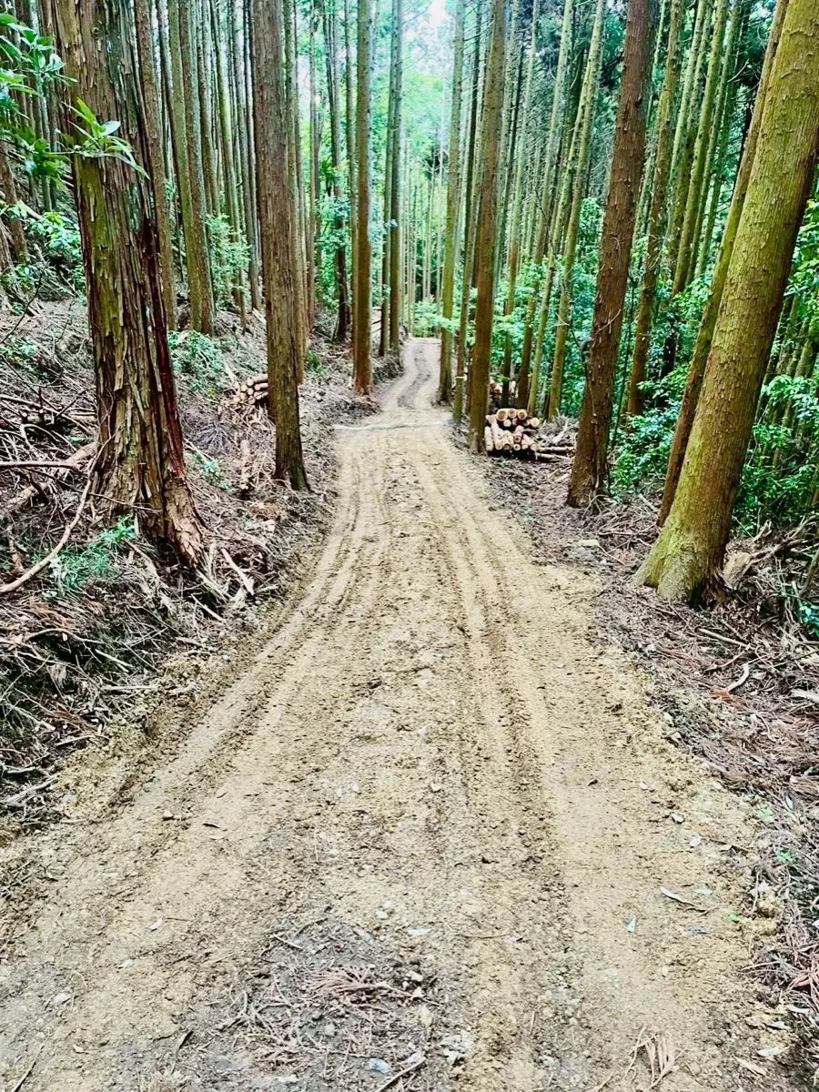 完成した明るい森の作業道