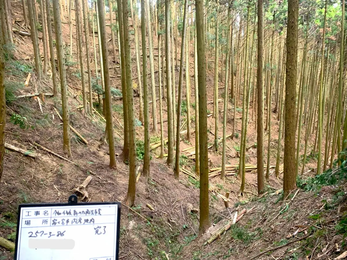 間伐が完了した森林